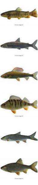Fische